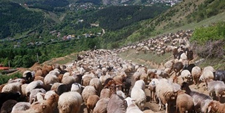 شنیده شدن صدای پای عشایر در جنگل‌های مازندران