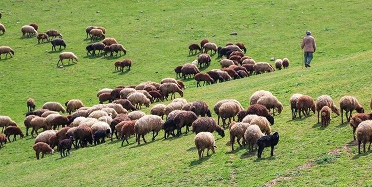 ورود زودهنگام دام به مراتع عشایری مازندران ممنوع است