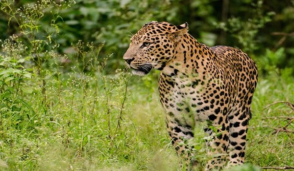 فیلم| گردش خانواده ۴ پلنگ در طبیعت مازندران
