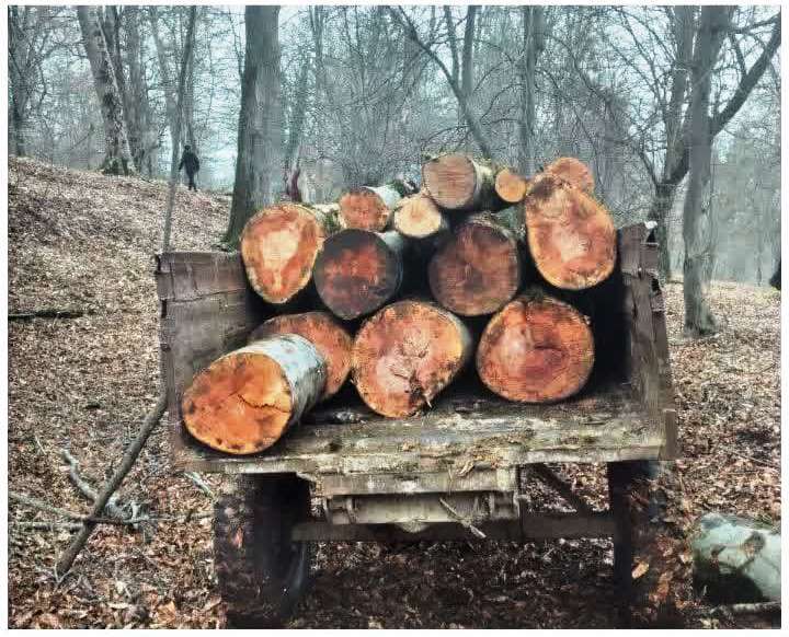 شناسایی عامل قطع و تبدیل درخت جنگلی در حین ارتکاب جرم