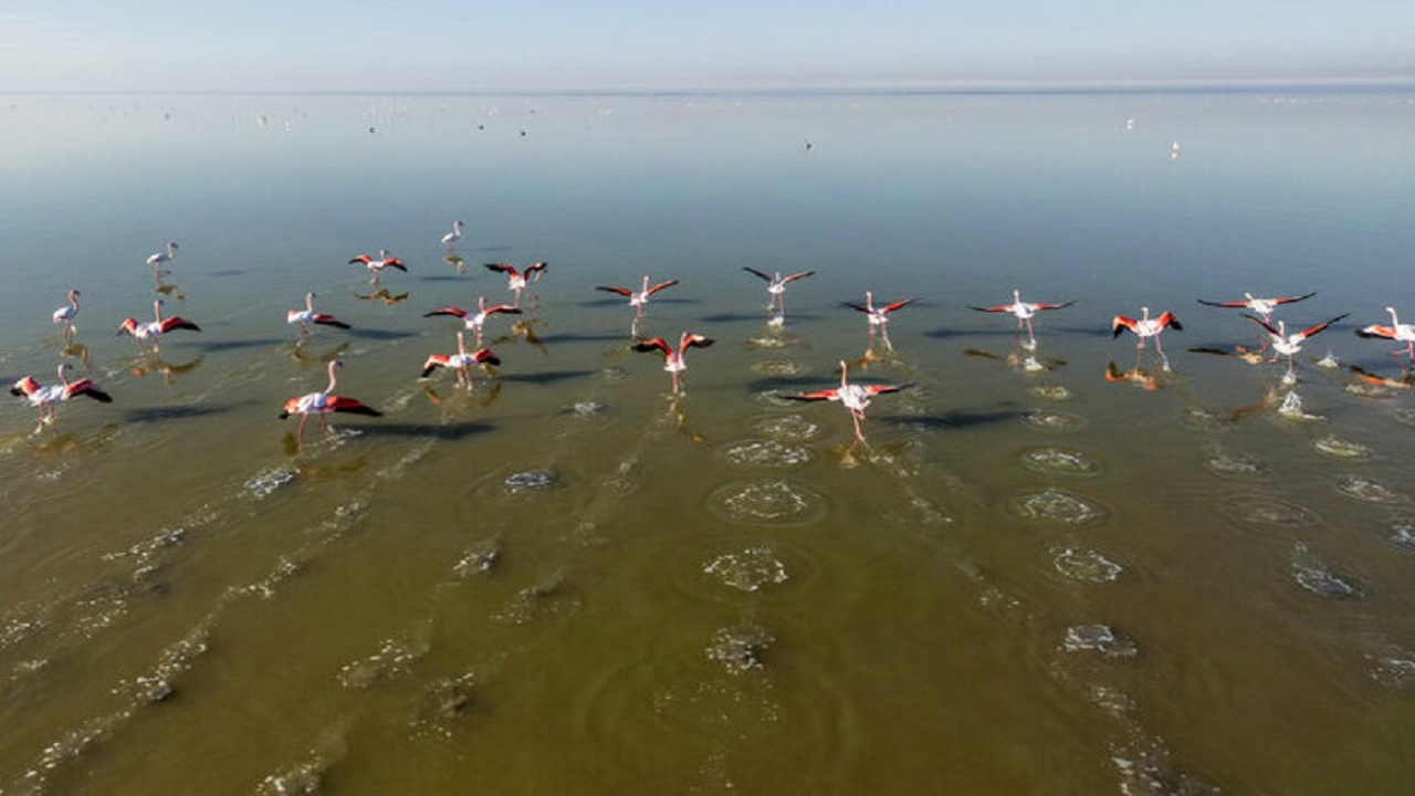میزبانی مازندران از ۲۵۰ هزار بال پرنده مهاجر