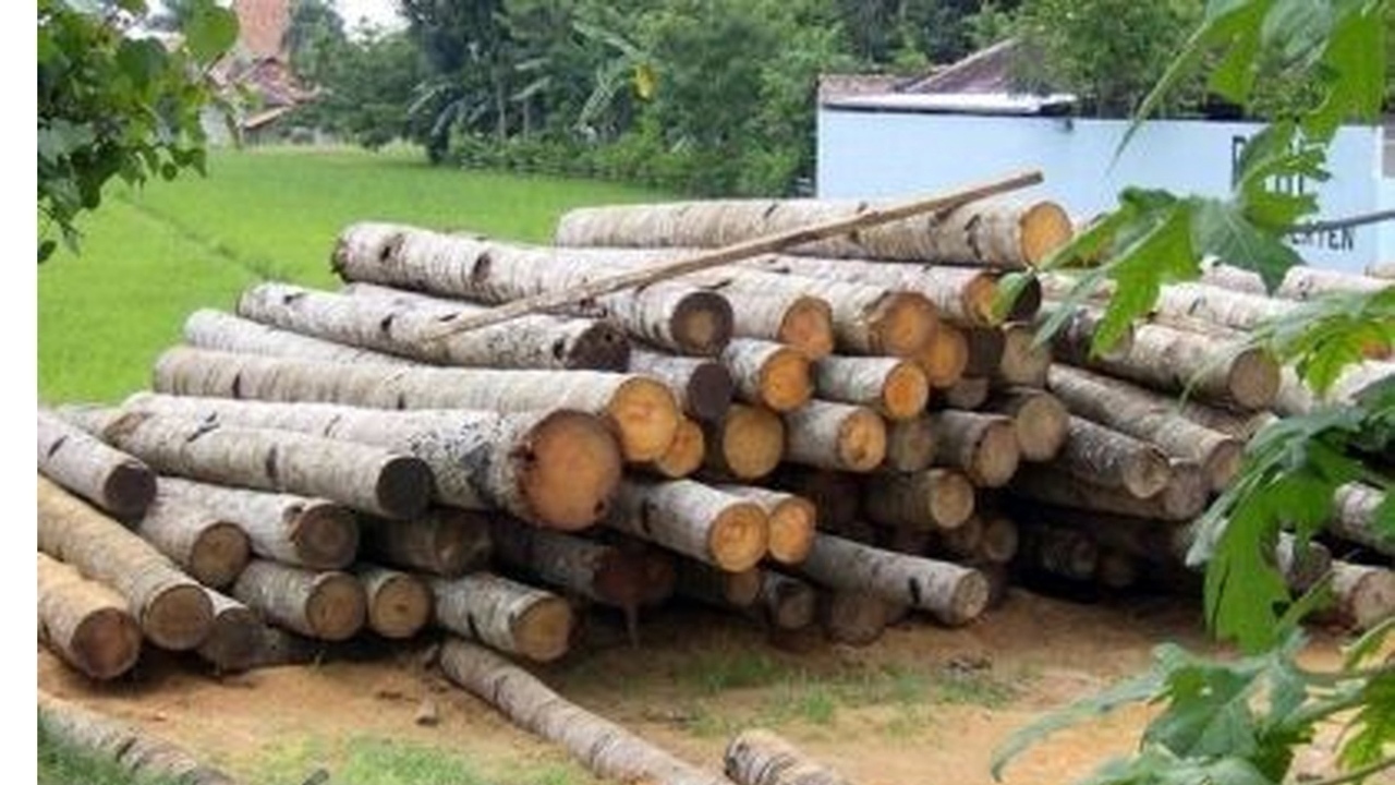 کشف ۲ هزار و ۵۰۰ کیلوگرم چوب جنگلی قاچاق در بابل