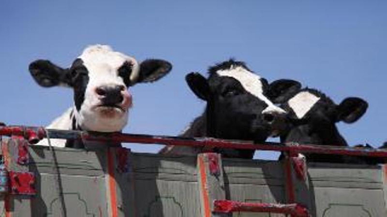 کشف دام قاچاق در ساری