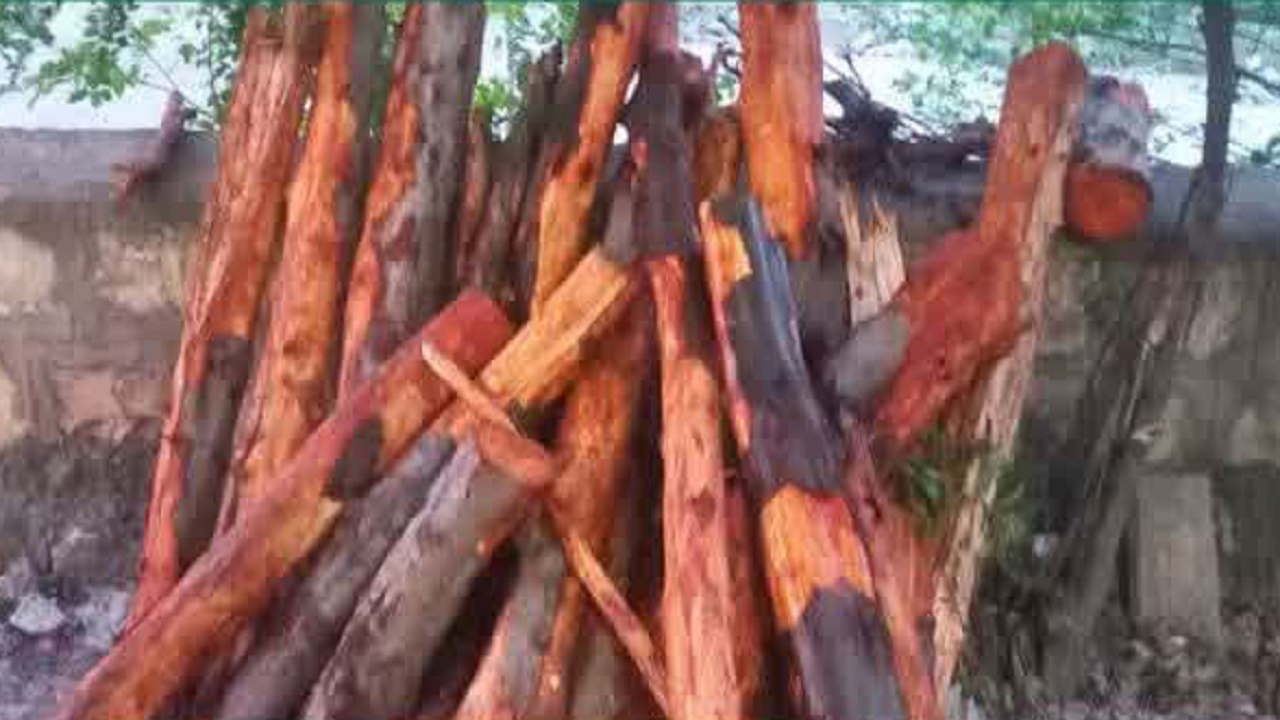 کشف و ضبط چوب آلات قاچاق جنگلی در شهرستان سوادکوه