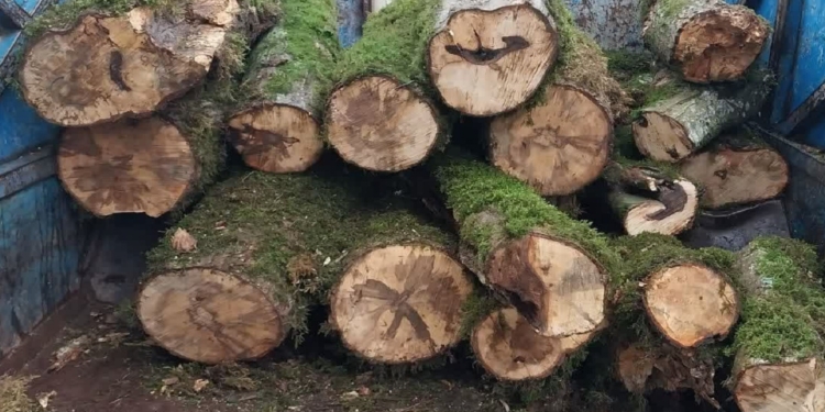 کشف و ضبط چوب جنگلی قاچاق در شهرستان میاندورود