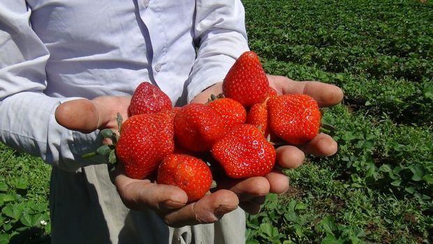 ۱۷ هزار تن توت فرنگی در مازندران تولید می‌شود