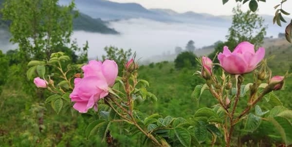استشمام عطر گل‌محمدی در دودانگه ساری