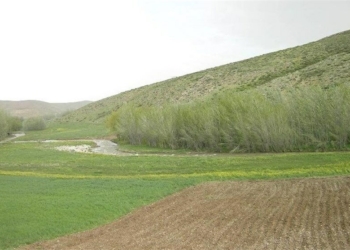 اجرای طرح جهش تولید در ۵۵ هزار دیمزار مازندران