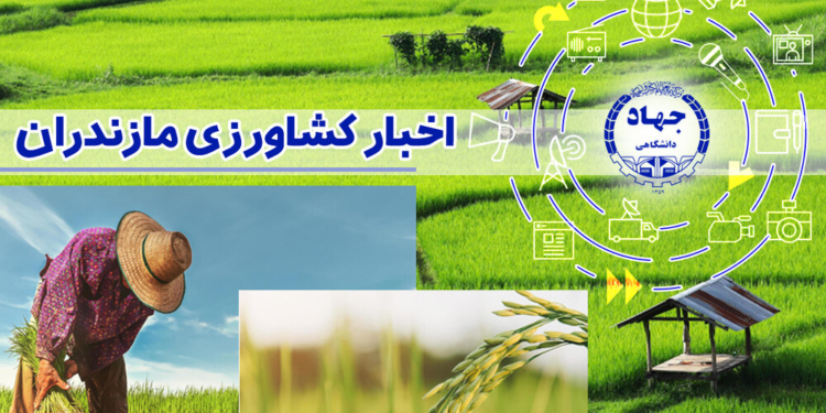 کشاورزی دانش بنیان، کلید توسعه پایدار مازندران