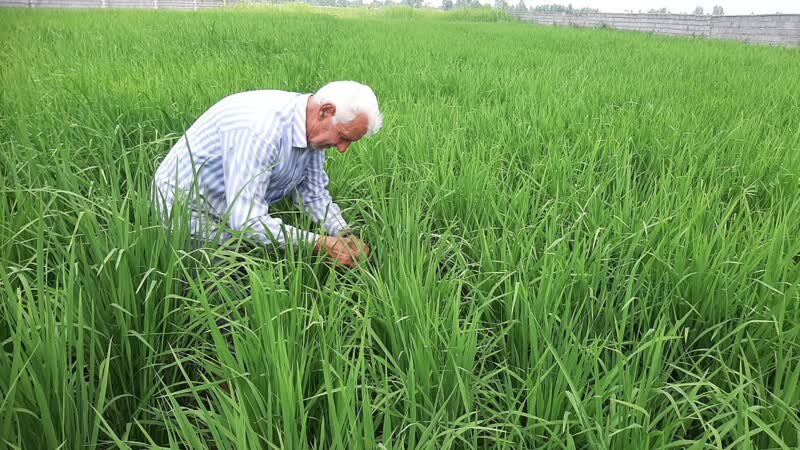 اولین مرحله رهاسازی زنبور تریکوگراما در محمودآباد انجام شد