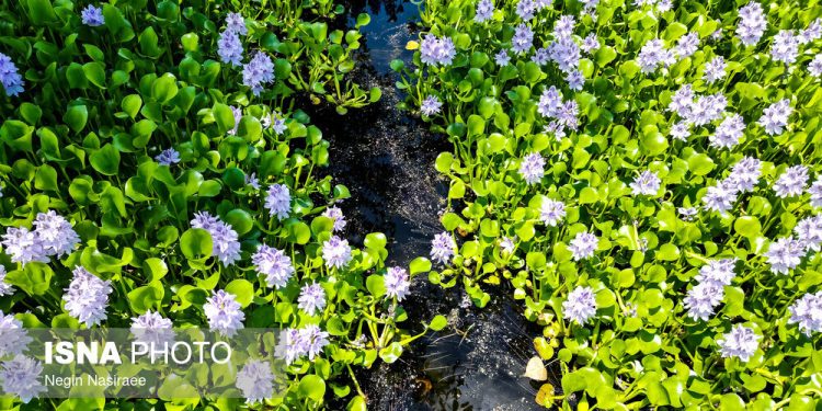 «شیطان آبی» سوزانده و دفن می‌شود