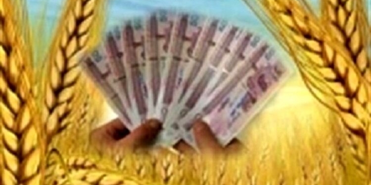 خرید تضمینی ۱۰۵ هزارتن گندم از گندمکاران مازندرانی