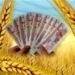 خرید تضمینی ۱۰۵ هزارتن گندم از گندمکاران مازندرانی