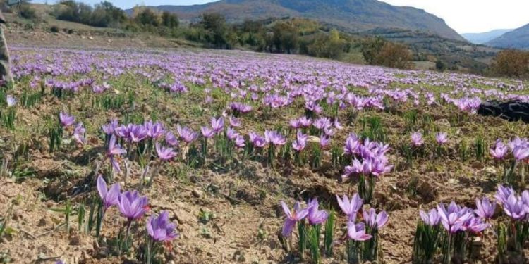 آغاز برداشت طلای سرخ در چهاردانگه ساری