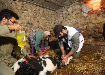 ارائه بیش از ۳۵ هزار خدمت به دامداران مناطق محروم گلوگاه