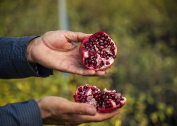 از ظرفیت ارزآوری دلاری انار مازندران استفاده شود+ویدئو