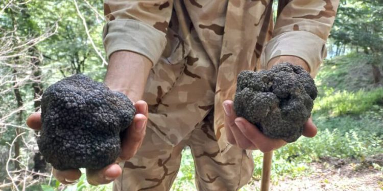 برخورد جدی با برداشت کنندگان «قارچ ترافل» در مازندران