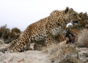 حمله پلنگ به یک چوپان در کجور