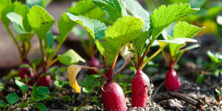 کشت ۱۱۰۰ هکتاری سبزی و صیفی‌جات پاییزه در قائم‌شهر