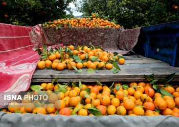 برداشت مرکبات از باغات شهرستان سوادکوه شمالی