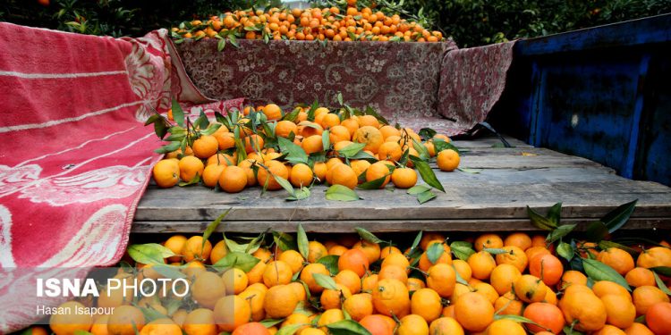 برداشت مرکبات از باغات شهرستان سوادکوه شمالی