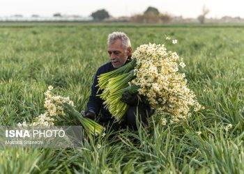 برداشت گل نرگس در کردکلا جویبار
