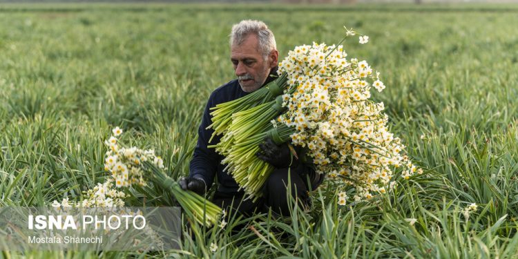 برداشت گل نرگس در کردکلا جویبار