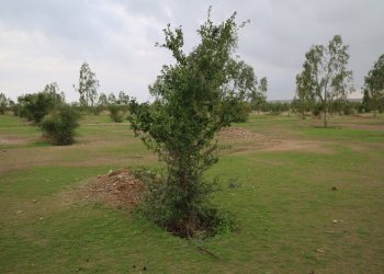 تزریق به موقع اعتبار ملی برای کاشت یک میلیارد درخت/نهال‌های رشد نکرده واکاوی می‌شوند