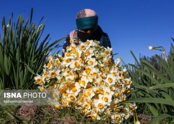 تولید ۲.۷ میلیون شاخه گل نرگس در ساری