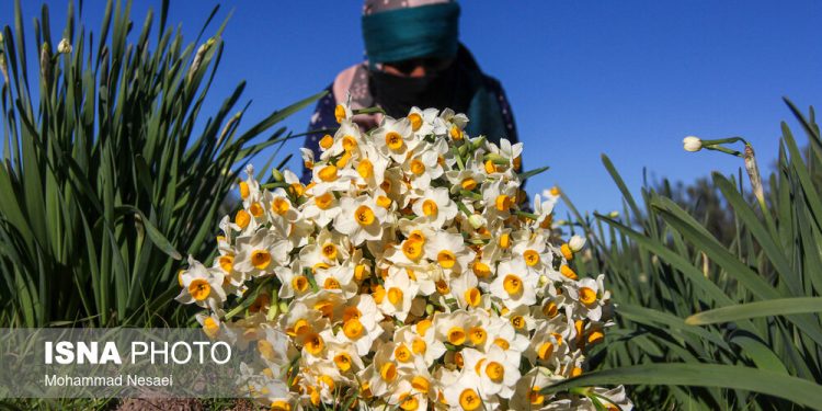 تولید ۲.۷ میلیون شاخه گل نرگس در ساری
