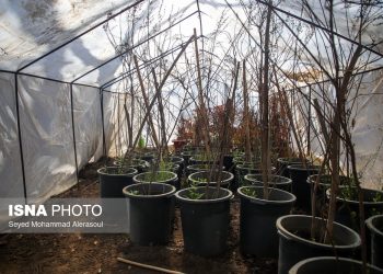 عزم جهادی برای نجات جنگل