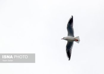 پرندگان مهاجر در بابل نمی‌نشینند