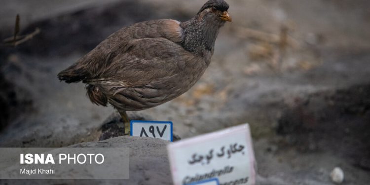کشف پرندگان تاکسیدرمی میلیاردی در بابل