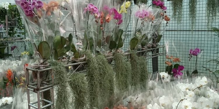 آغاز به کار ششمین جشنواره ملی ارکیده ایران در نوشهر
