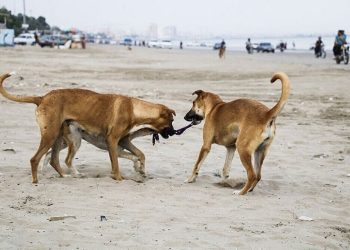 افزایش ۲۶ درصدی گاز گرفتگی سگ‌ در مازندران