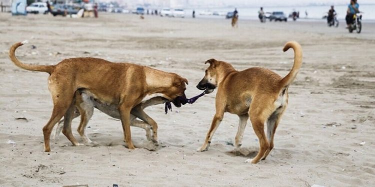 افزایش ۲۶ درصدی گاز گرفتگی سگ‌ در مازندران