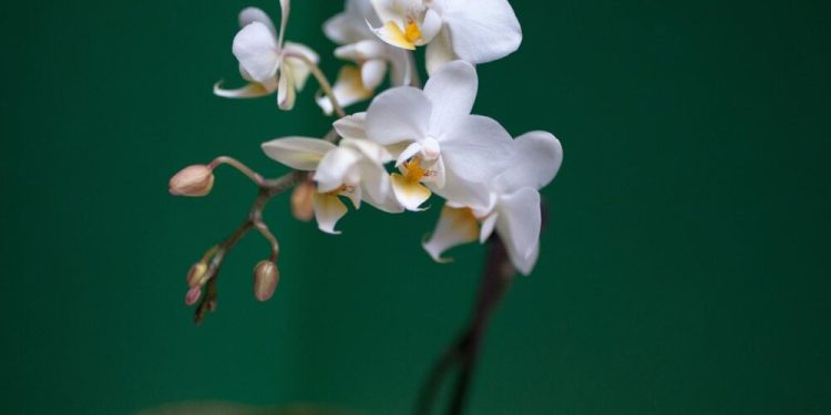 نوشهر میزبان ششمین جشنواره ملی «ارکیده» ایران