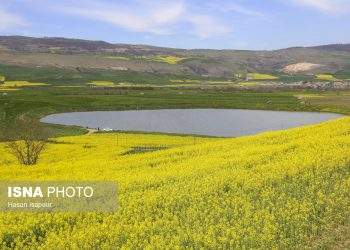 کاهش کشت کلزا در اراضی شالیزاری به دلیل گسترش کشت دوم