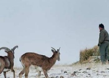 آماده‌باش محیط‌بانان مازندران برای مقابله با بحران سرما