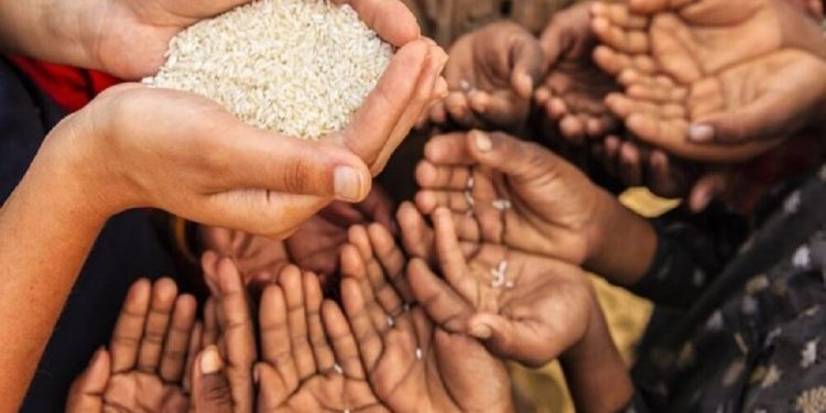 تحقق امنیت غذایی با گسترش شالیزارهای پایلوت در مازندران