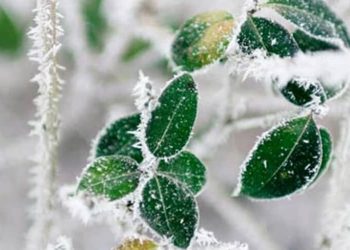 تنظیم دمای گلخانه‌ها و دامداری‌ها جهت پیشگیری از سرمازدگی