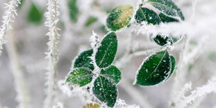 تنظیم دمای گلخانه‌ها و دامداری‌ها جهت پیشگیری از سرمازدگی