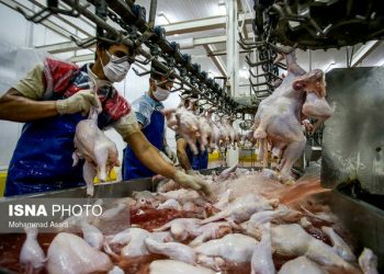 جهش ۱۷ درصدی تولید مرغ در مازندران