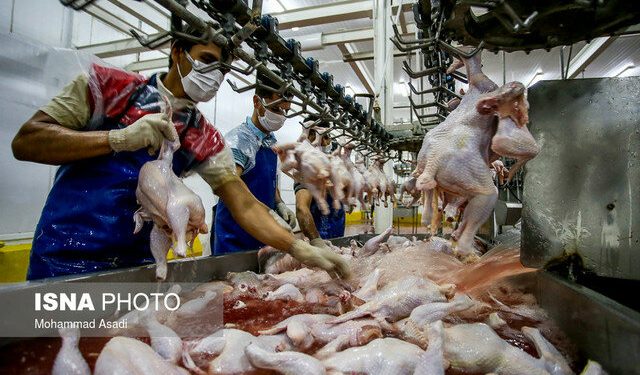جهش ۱۷ درصدی تولید مرغ در مازندران