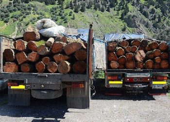  ضرورت بازنگری در قانون بازدارندگی قاچاق چوب