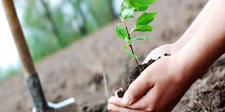۵۰ درصد نهالکاری توسط منابع طبیعی انجام می‌شود