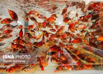 بایدها و نبایدها برای خرید و نگهداری ماهی قرمز
