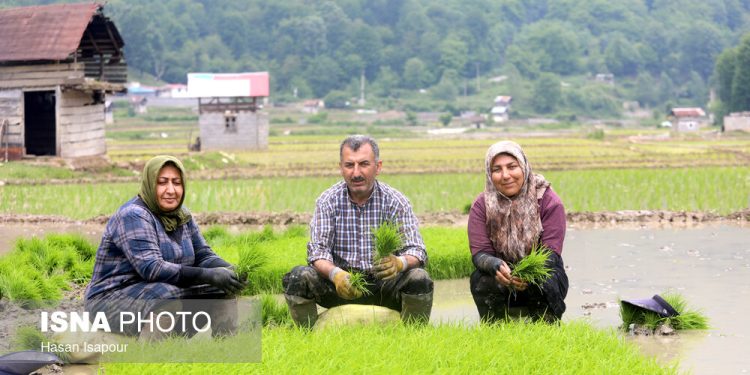 برنج‌کاری یا باغداری مسئله این است