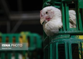 مازندران ۱۳ درصد گوشت مرغ کشور رو تامین می‌کند