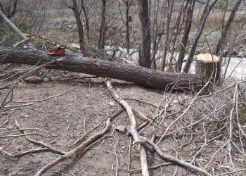 پرونده قضایی برای عامل قطع ۷۰ اصله درخت بید در آمل